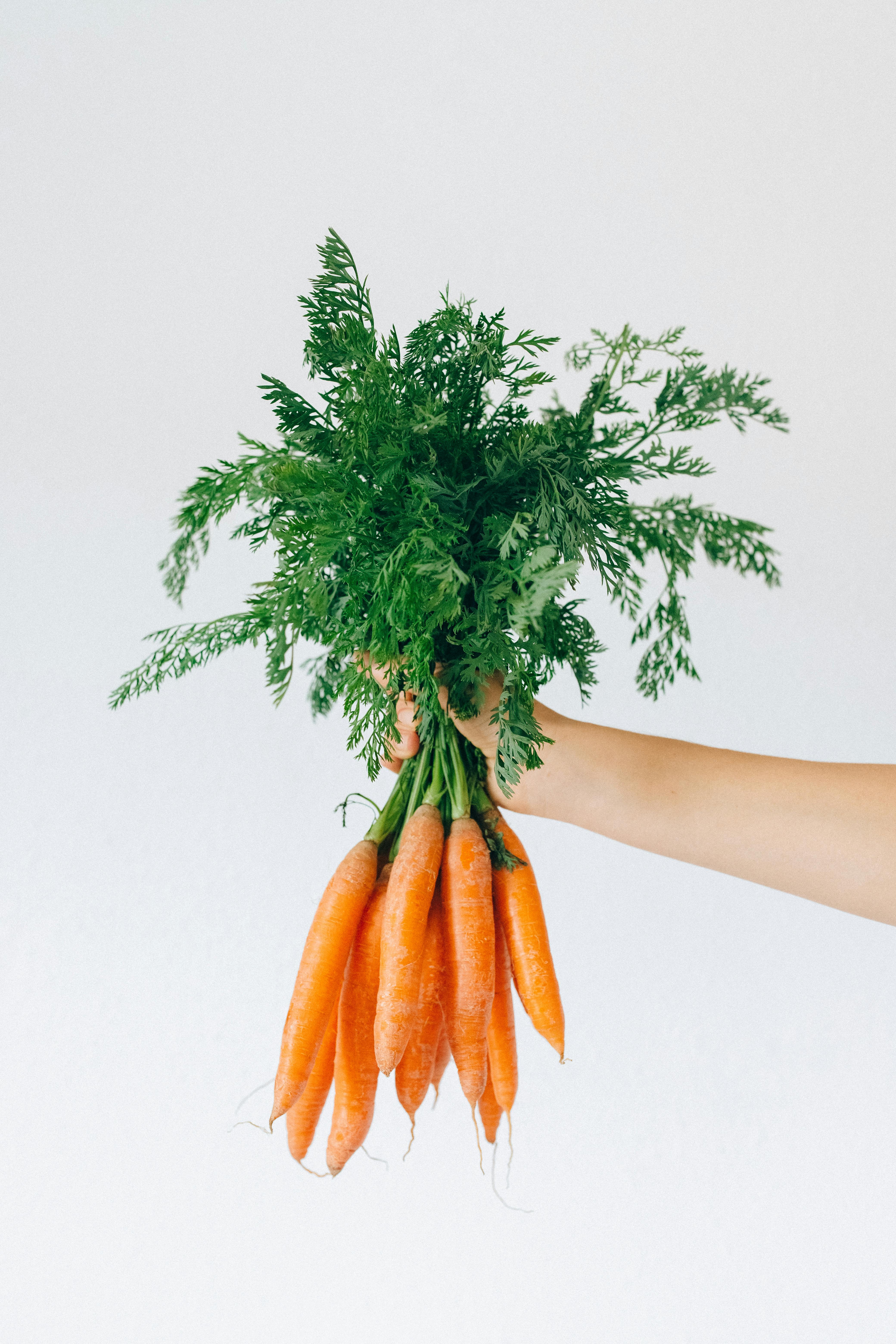 Effective 5-Day Lion Diet Meal Plan to Optimize Health in 2025