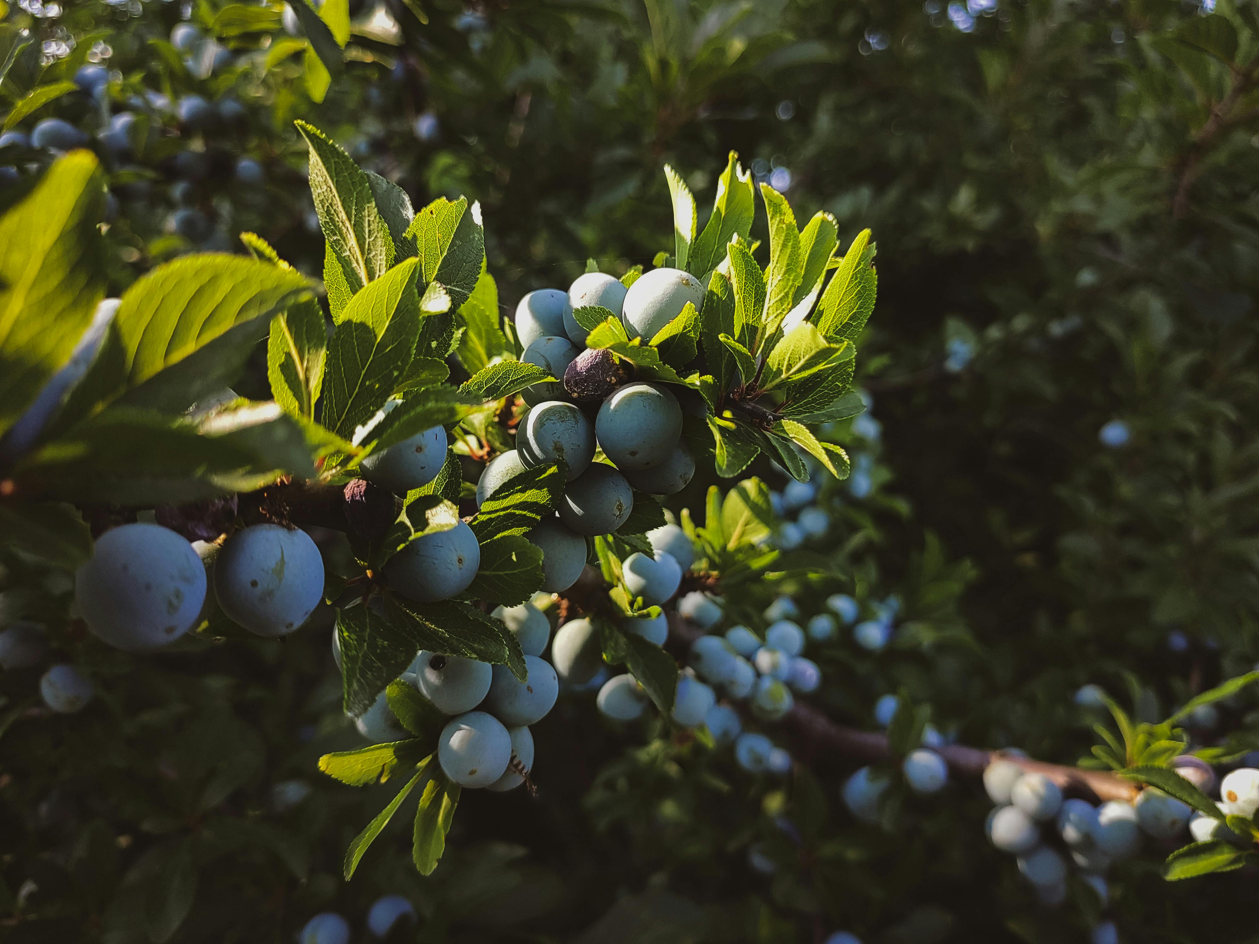 Top 5 Effective NJ Diet Options to Optimize Health in 2025