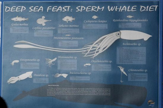 Effective Ways to Understand Sperm Whale Diet in 2025: Explore Feeding Habits and Nutritional Needs