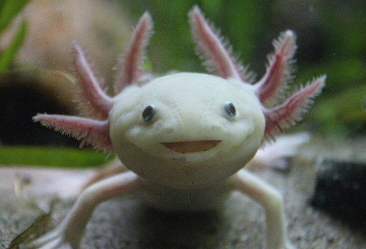 Essential Guide to Axolotl Diet: Discover Top Foods for Optimal Health in 2025