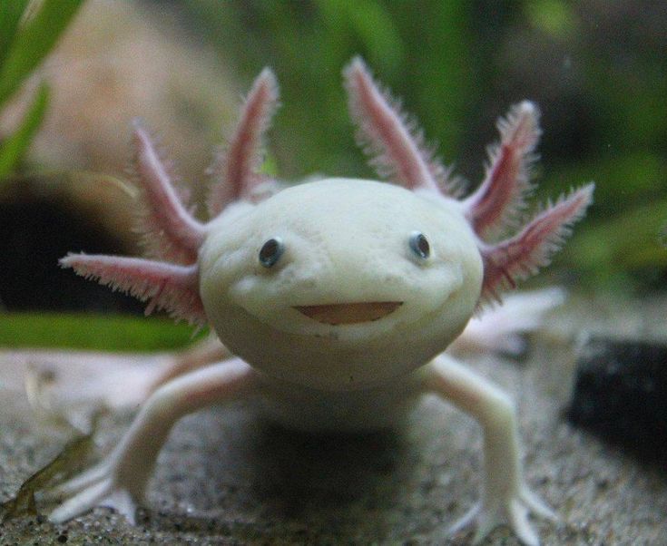 Essential Guide to Axolotl Diet: Discover Top Foods for Optimal Health in 2025