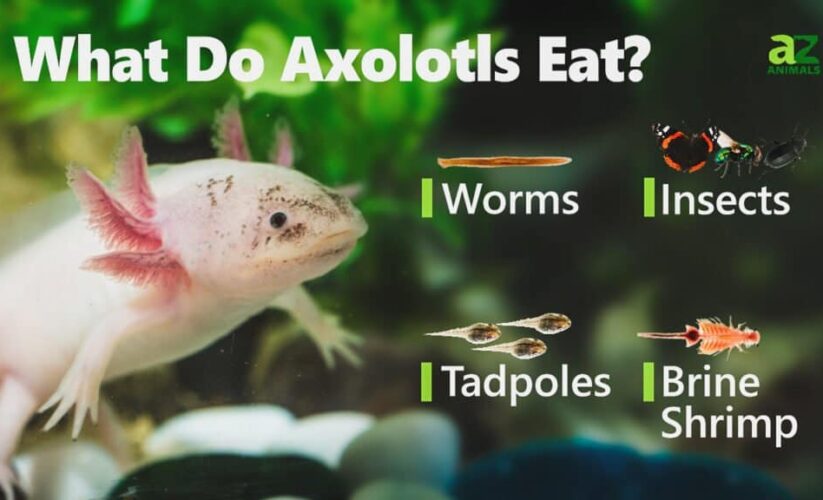 Effective Ways to Optimize Your Axolotl’s Diet for Healthy Growth in 2025