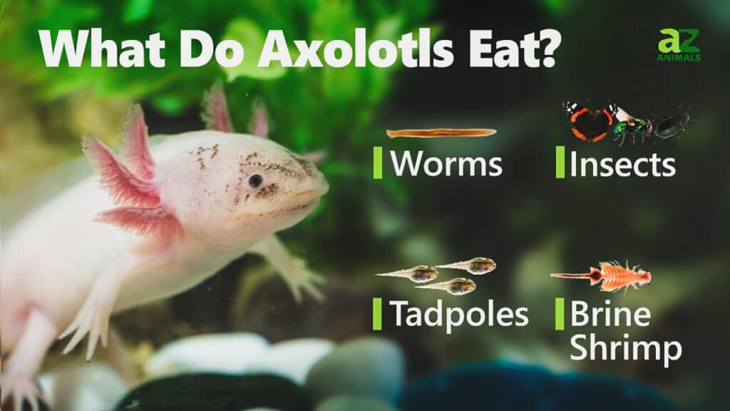 Effective Ways to Optimize Your Axolotl’s Diet for Healthy Growth in 2025