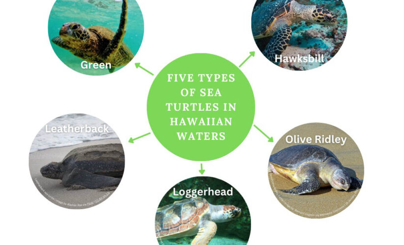 Effective Ways to Optimize the Leatherback Sea Turtle Diet for 2025