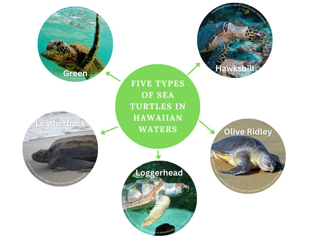 Effective Ways to Optimize the Leatherback Sea Turtle Diet for 2025