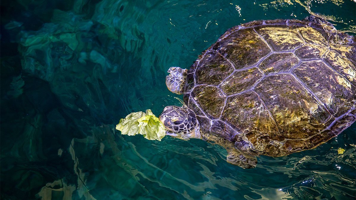 Leatherback Sea Turtle Diet