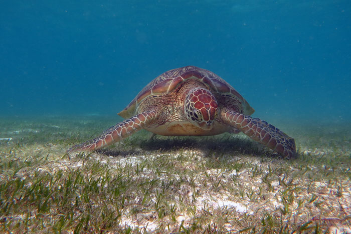 Leatherback Sea Turtle Feeding Behavior