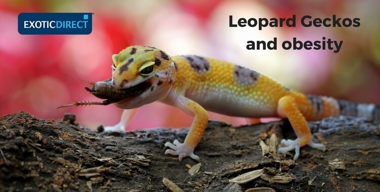 Smart Ways to Optimize Your Leopard Gecko Diet in 2025: Essential Tips and Practical Choices