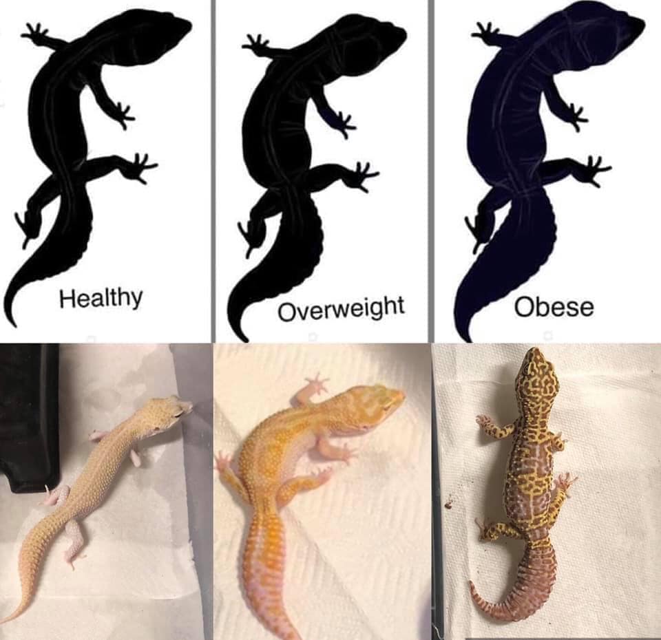 Leopard Gecko Diet