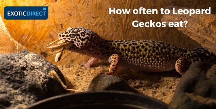 Different Types of Food for Leopard Geckos