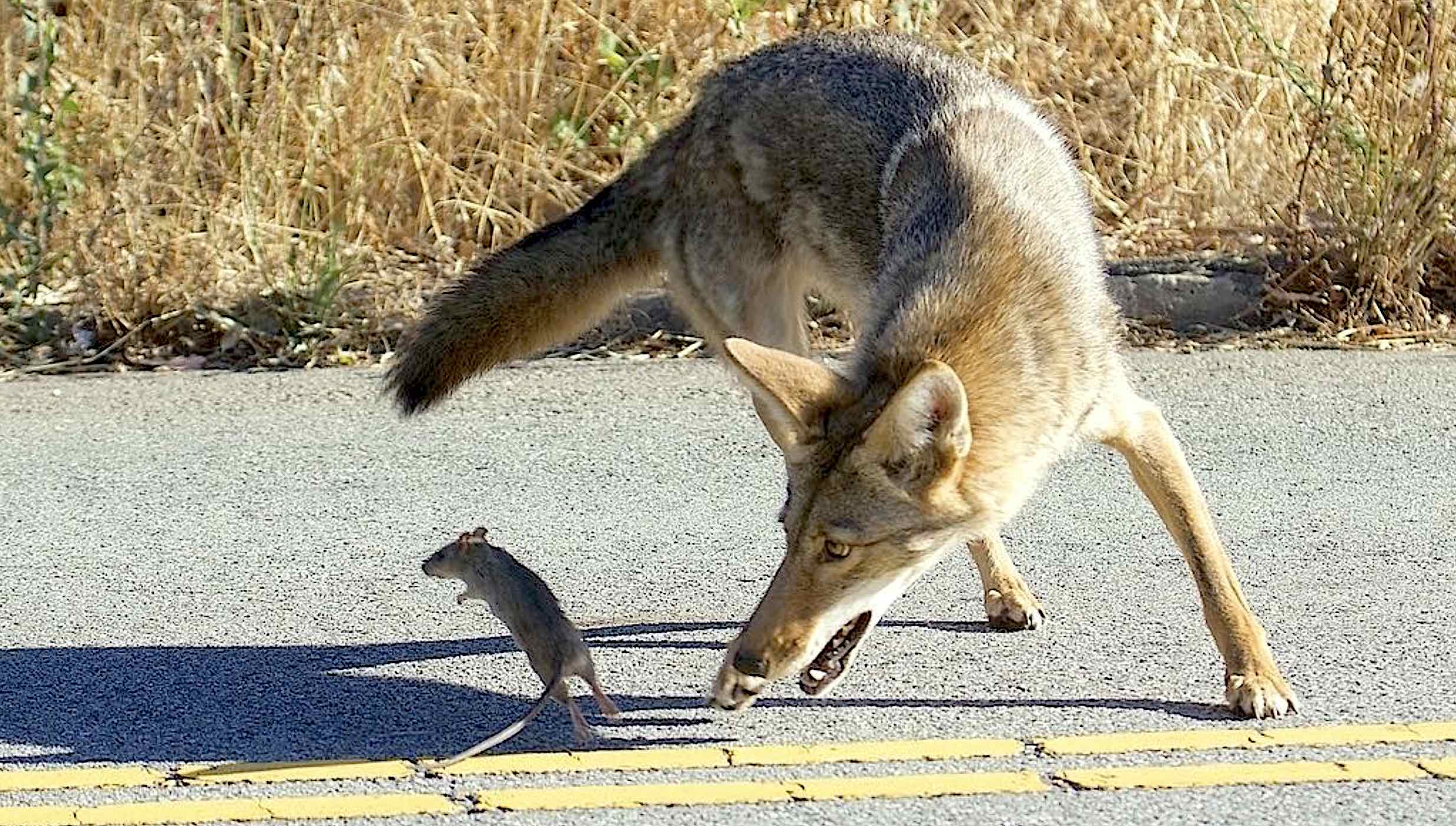 Effective Ways to Enhance Coyote Diet for Better Survival in 2025