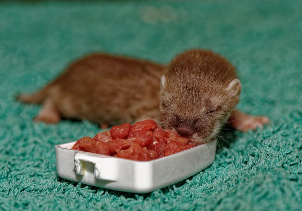 Essential Guide to the Stoat Diet: Discover What They Eat in 2025