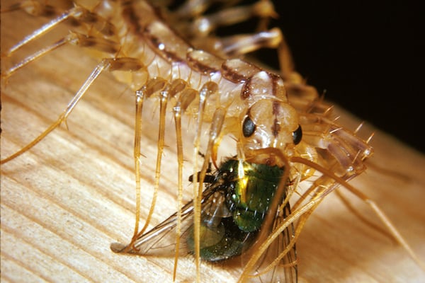 Effective Ways to Optimize the House Centipede Diet for Healthy Growth in 2025