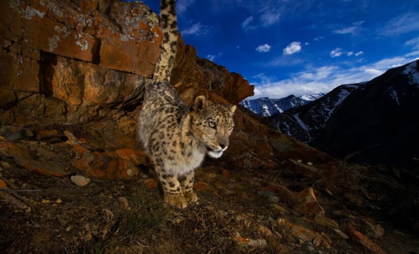 Effective Ways to Improve the Snow Leopard Diet for Sustainable Conservation in 2025