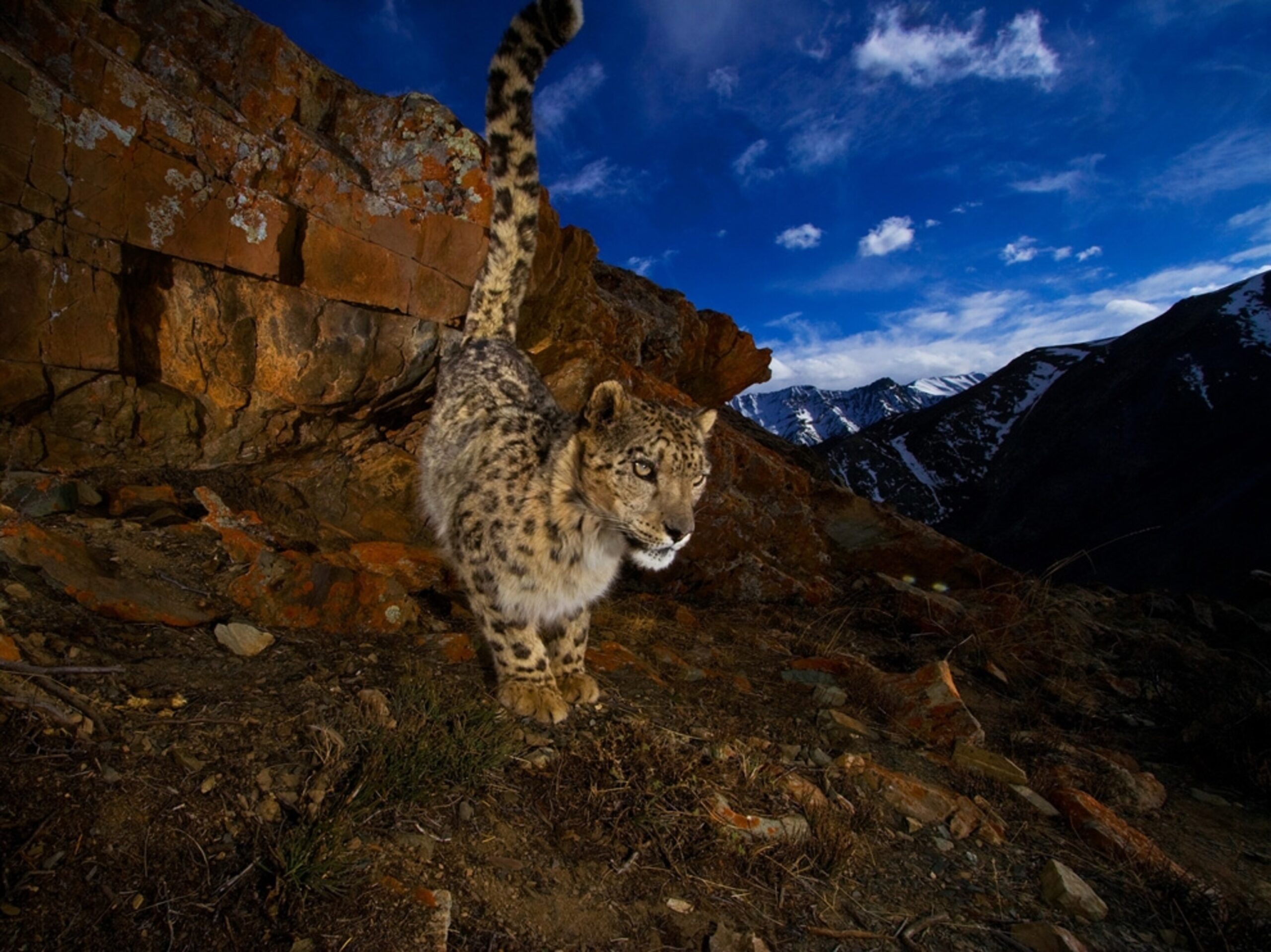 Effective Ways to Improve the Snow Leopard Diet for Sustainable Conservation in 2025