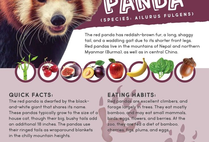 Essential Guide to Red Panda Diet: Discover the Best Nutrition Tips for 2025