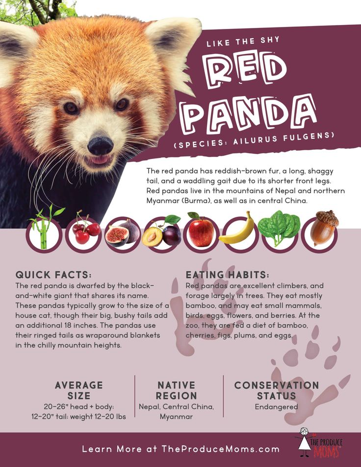 Essential Guide to Red Panda Diet: Discover the Best Nutrition Tips for 2025