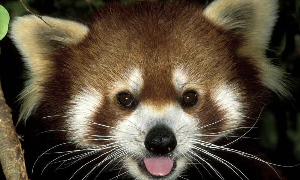 Red Panda Eating