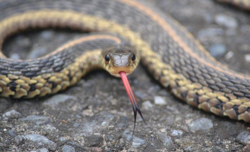 Effective Ways to Optimize Your Garter Snake Diet in 2025: Discover What They Eat!