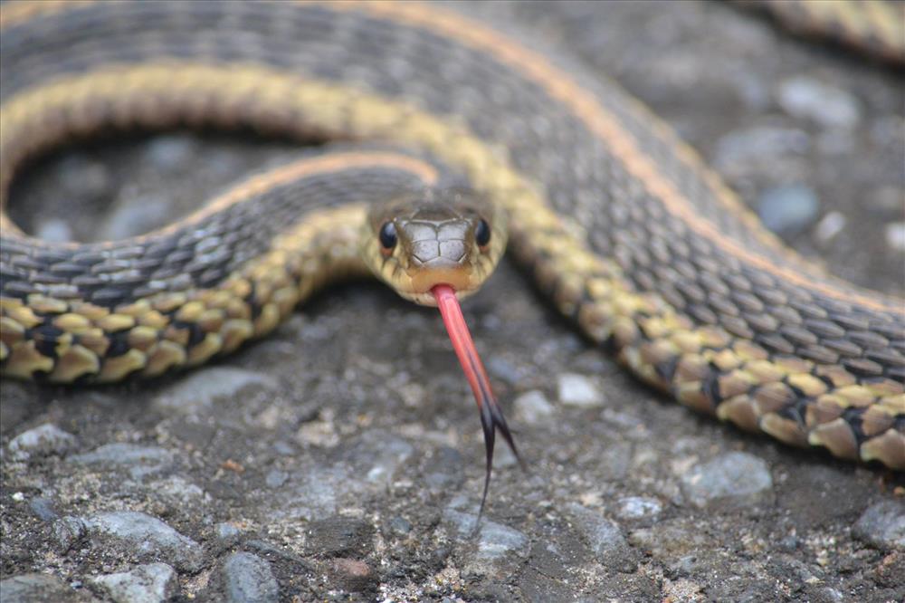 Effective Ways to Optimize Your Garter Snake Diet in 2025: Discover What They Eat!