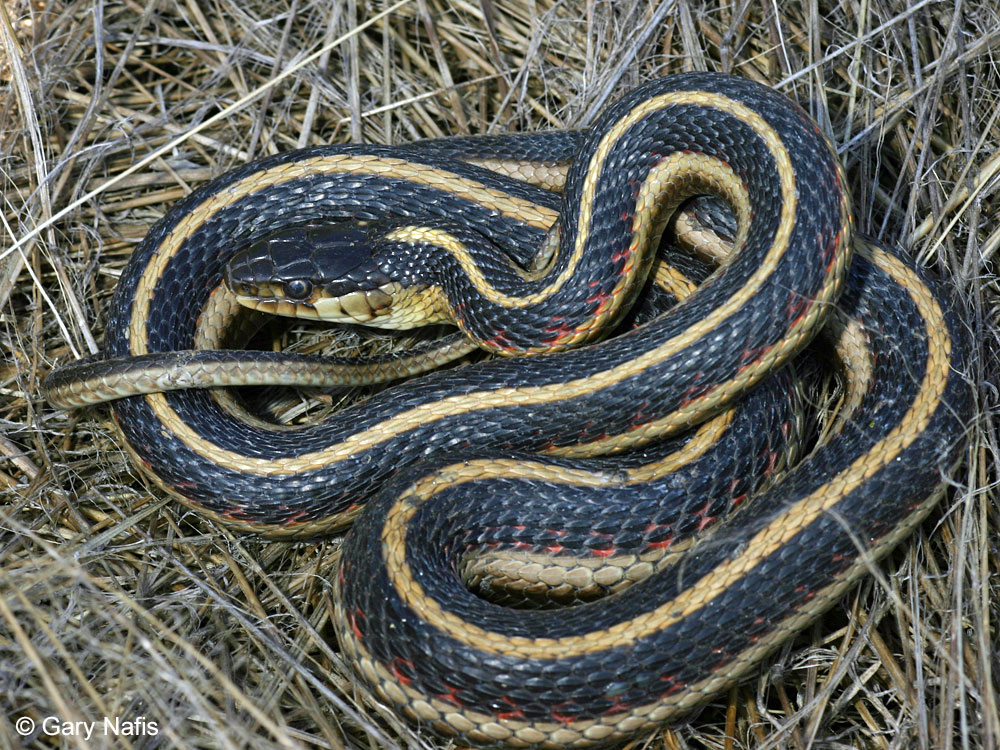 Garter Snake Diet