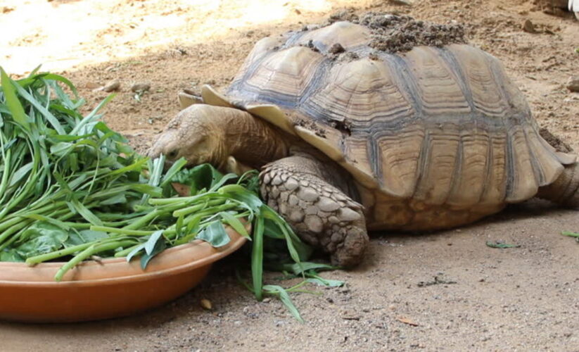 Comprehensive Guide to Sulcata Tortoise Diet: Ensure Optimal Health in 2025