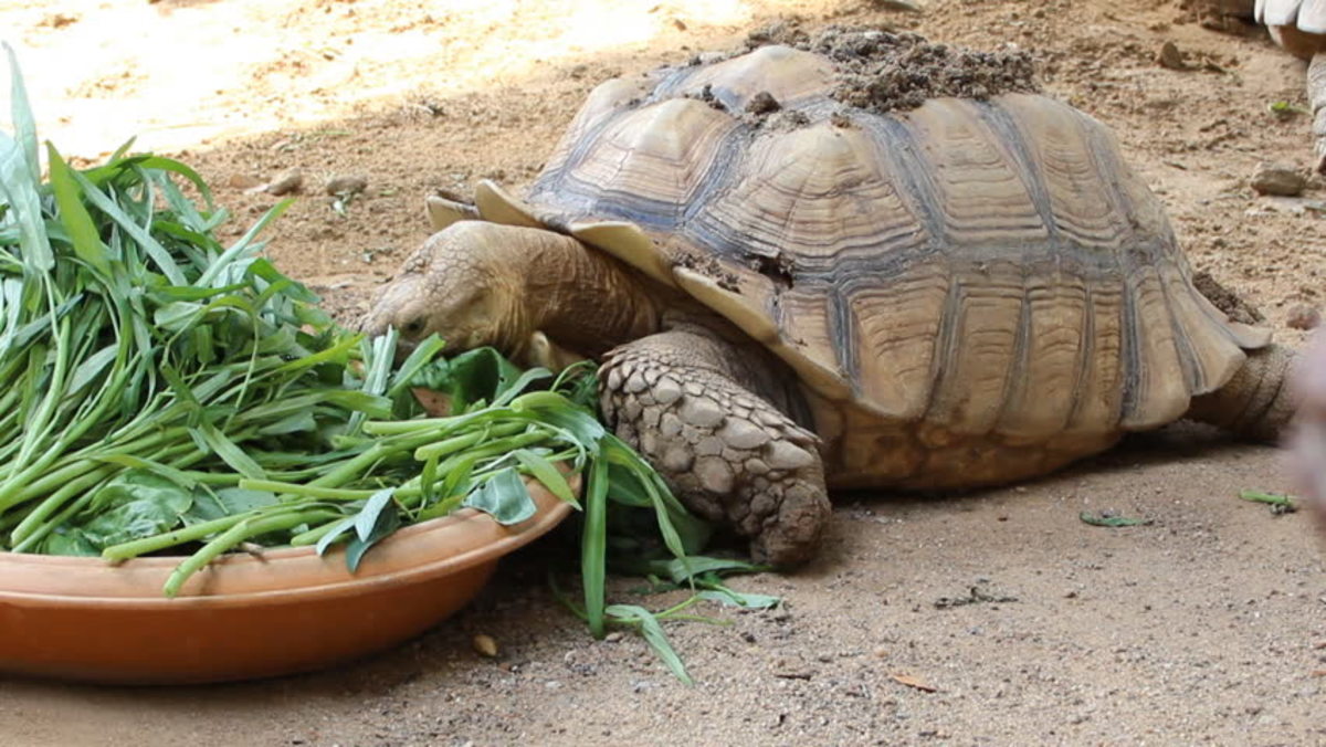 Comprehensive Guide to Sulcata Tortoise Diet: Ensure Optimal Health in 2025