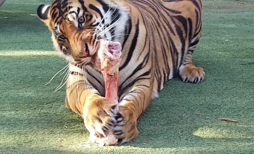 Effective Ways to Improve Your Tiger Diet for Optimal Health in 2025