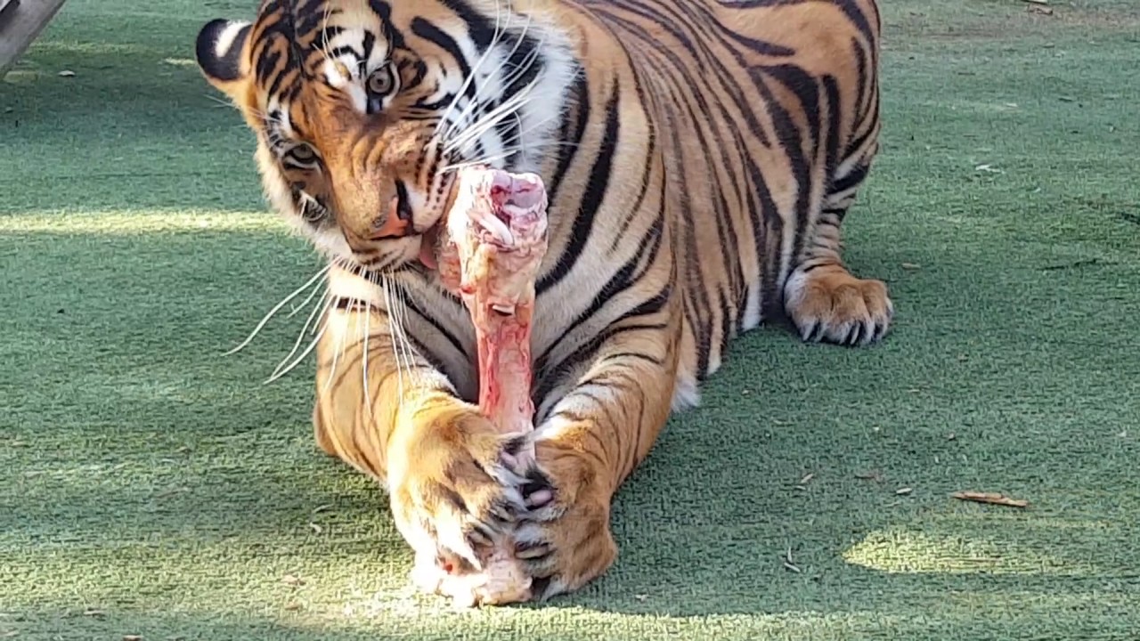 Effective Ways to Improve Your Tiger Diet for Optimal Health in 2025