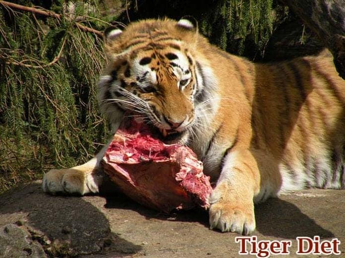 Tiger Diet