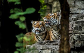 Healthy Tiger Eating