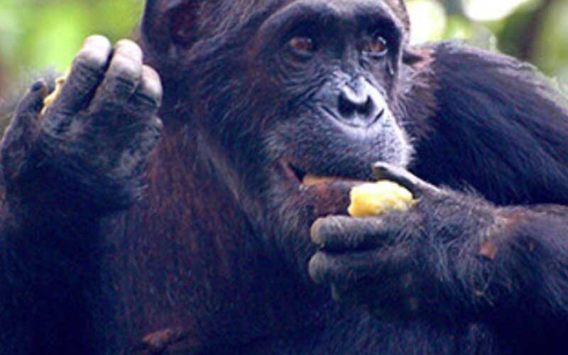 Smart Ways to Optimize Your Chimpanzee Diet for Improved Health in 2025