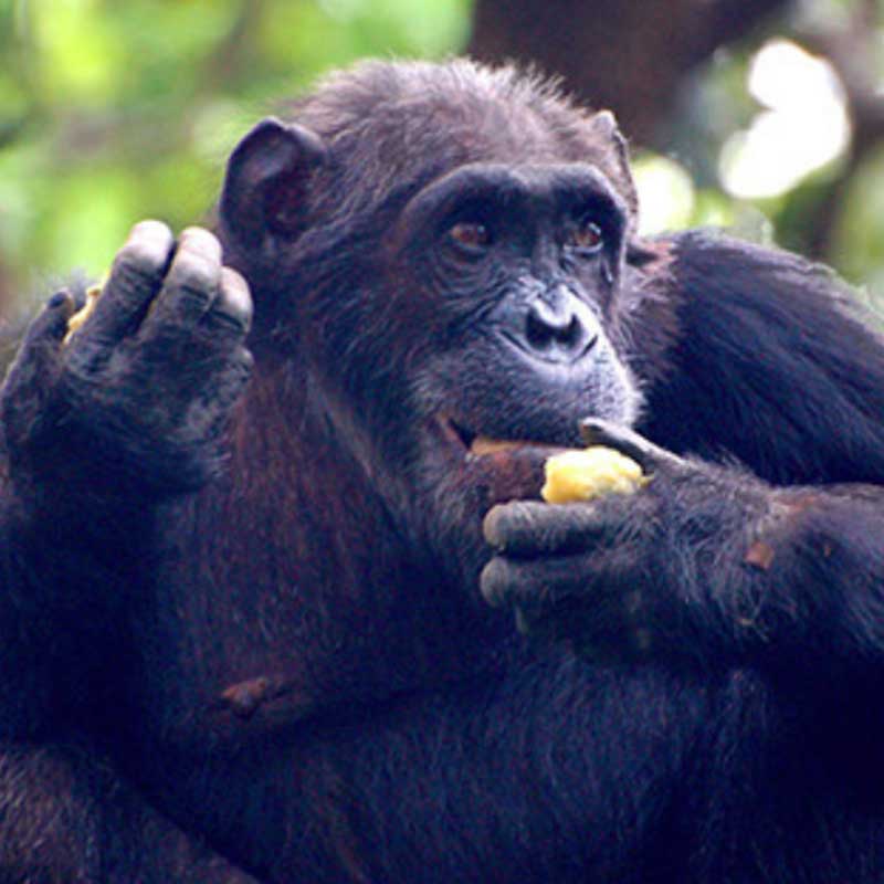 Smart Ways to Optimize Your Chimpanzee Diet for Improved Health in 2025