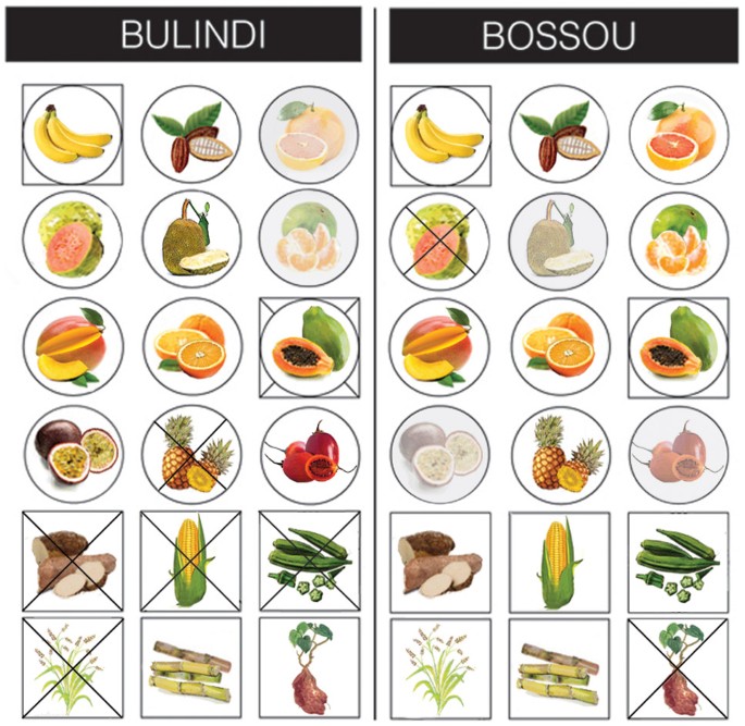 Chimpanzee diet