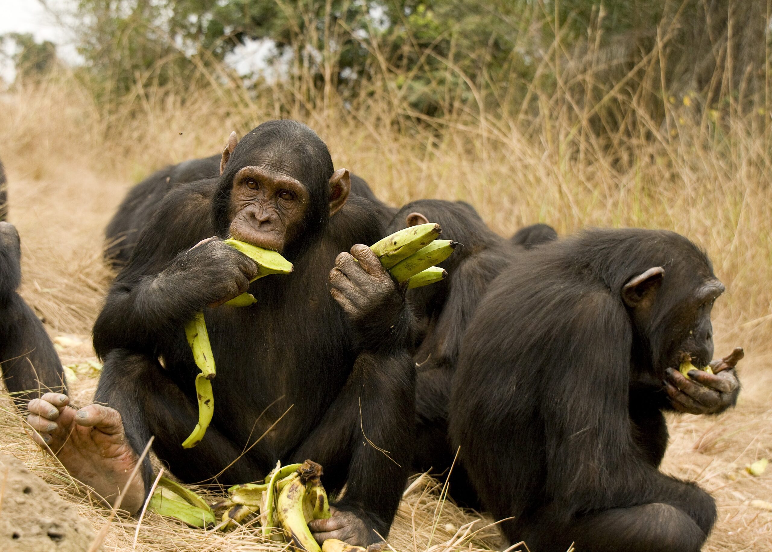 Chimpanzee food