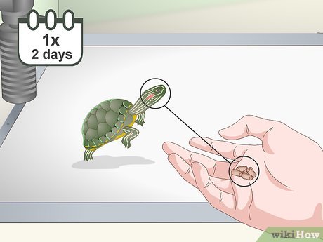 Best 5 Diet Tips for Red Eared Sliders to Ensure Healthy Growth and Longevity in 2025