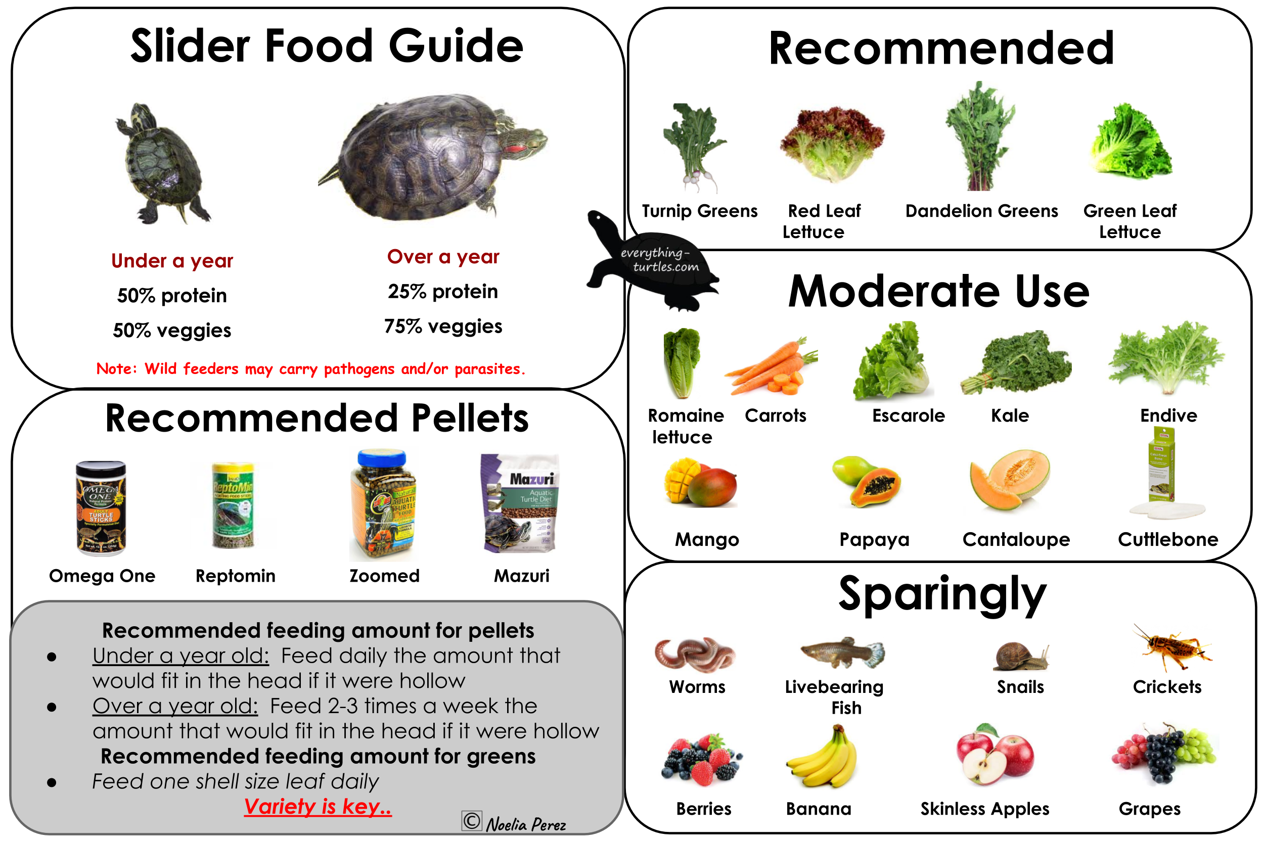 red eared slider diet image