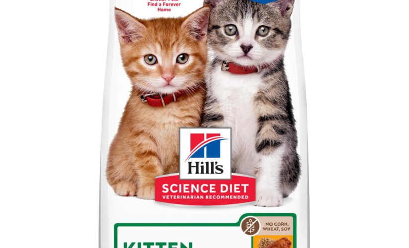 Best 5 Science Diet Kitten Food Choices for Healthy Growth in 2025