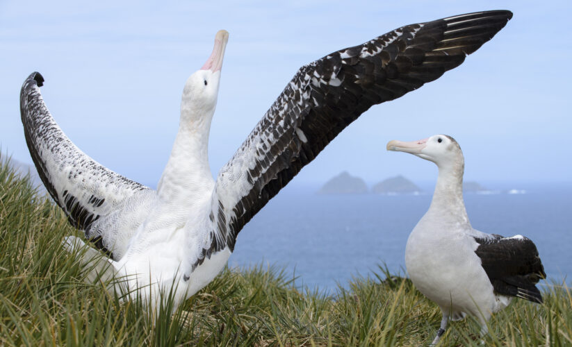 Effective Ways to Optimize Your Albatross Diet in 2025: Learn More!