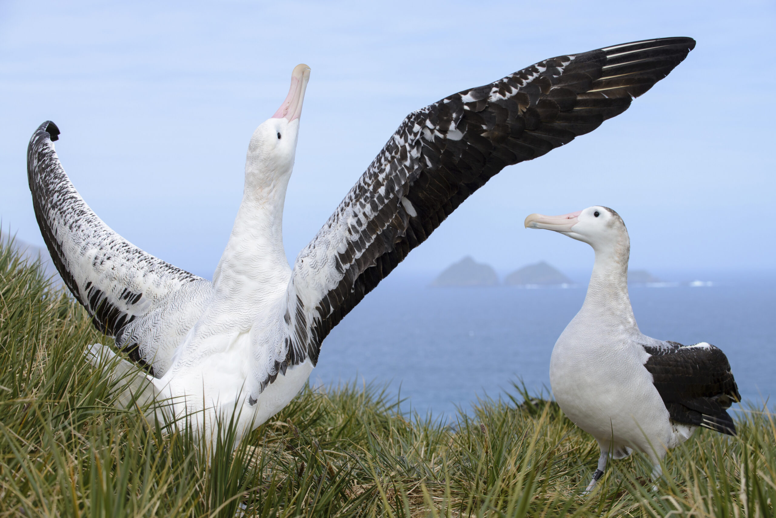 Effective Ways to Optimize Your Albatross Diet in 2025: Learn More!