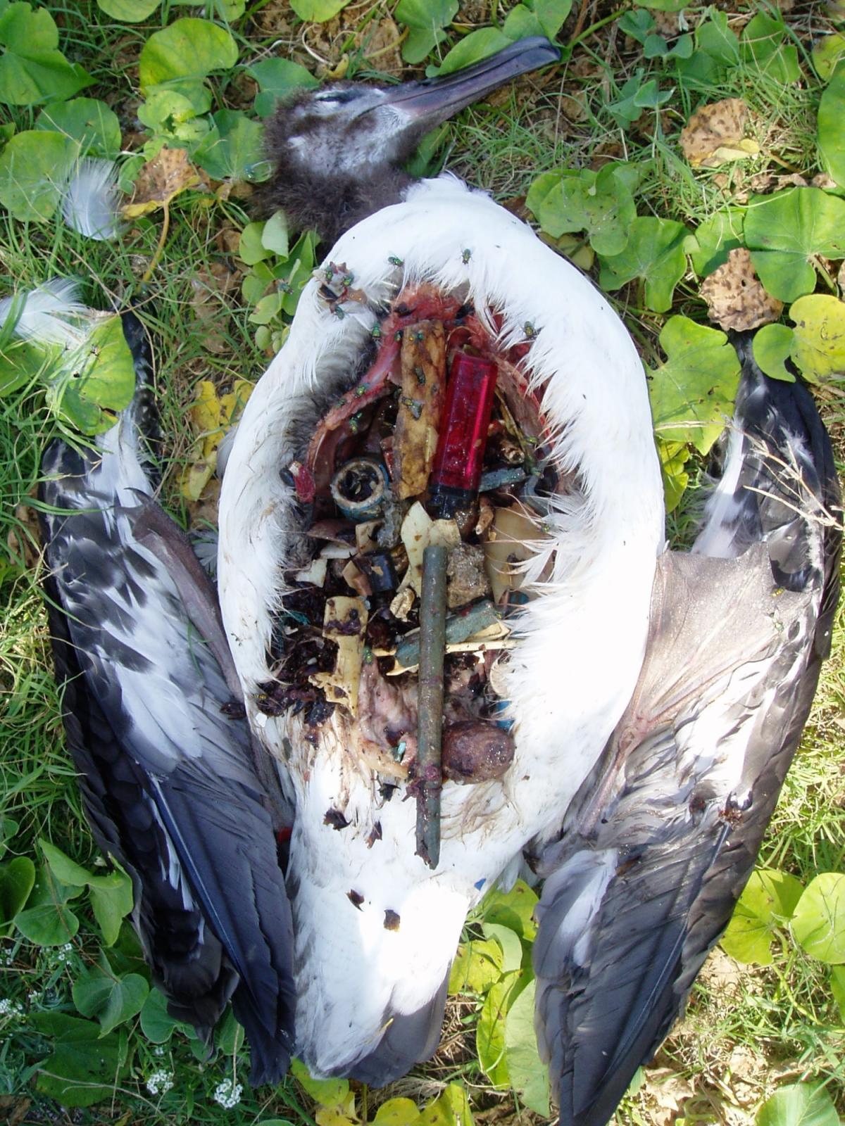 Albatross Diet 2