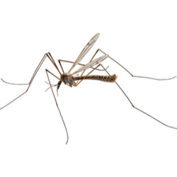 How to Understand Crane Fly Diet: Effective Ways to Optimize Your Garden in 2025