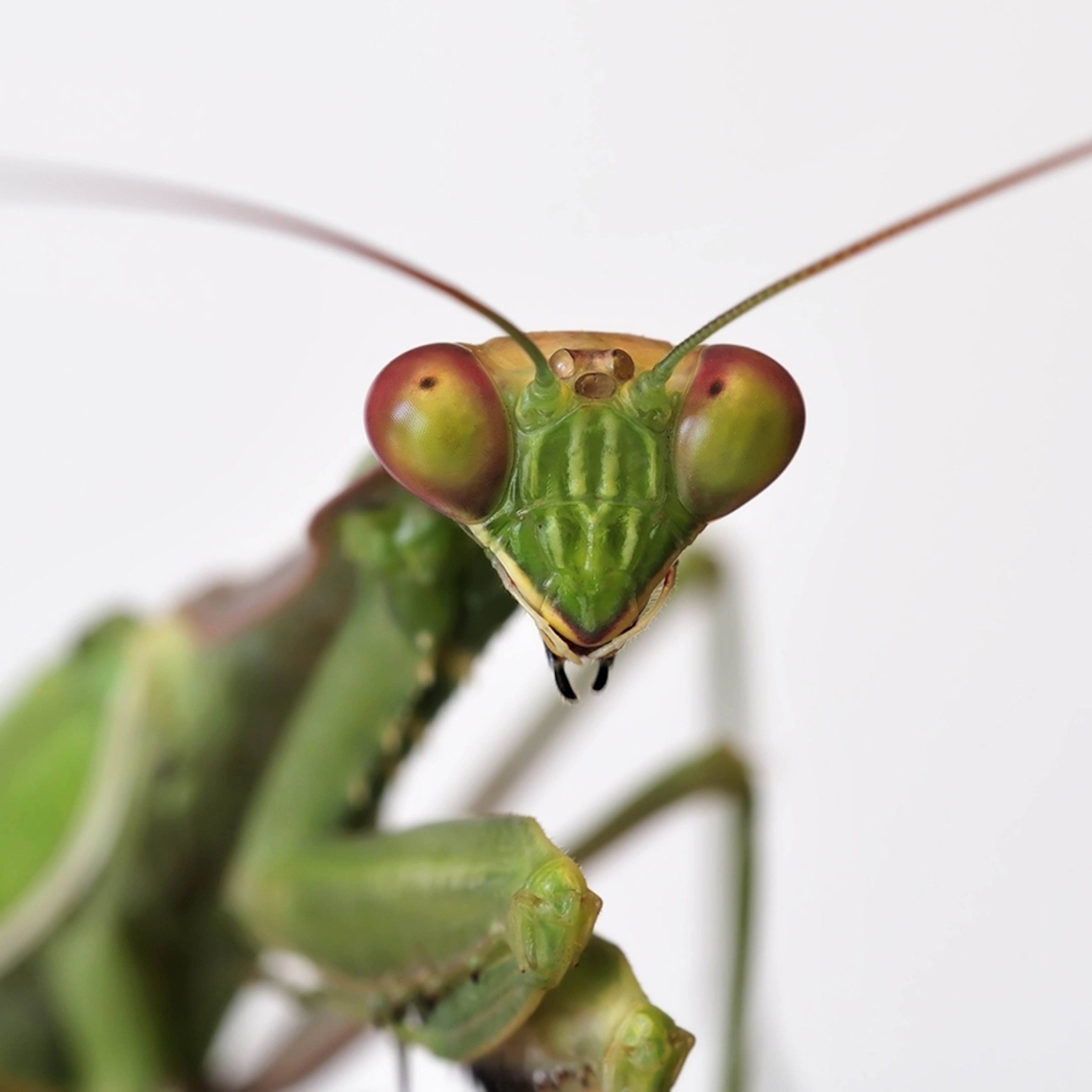 Praying Mantis Feeding Habits