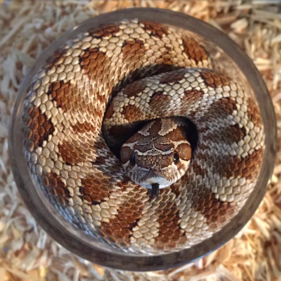 Hognose Snake Diet