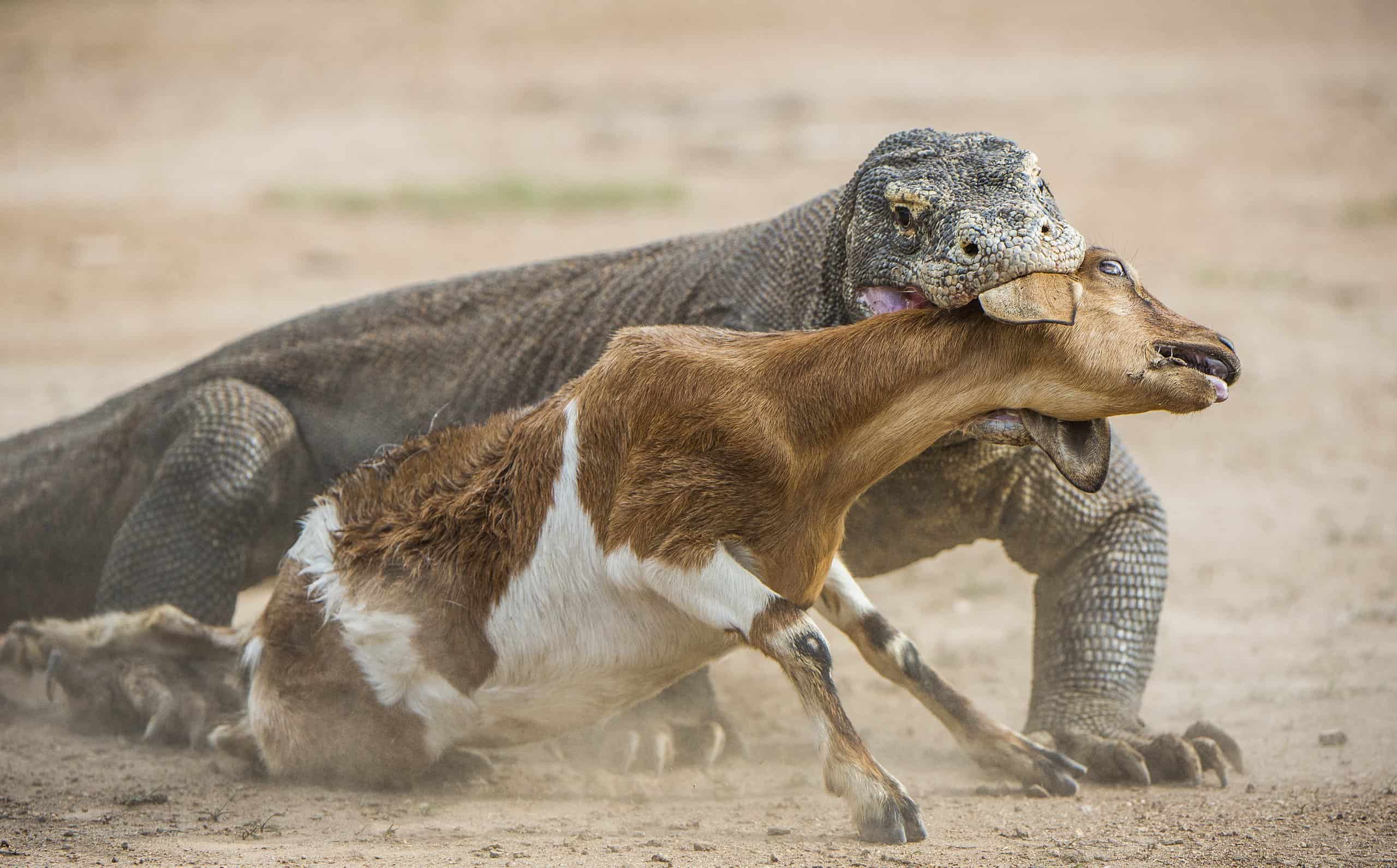 Komodo Dragon Feeding Habits