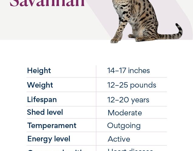 Top 5 Essential Savannah Cat Diet Tips for Healthy Nutrition in 2025