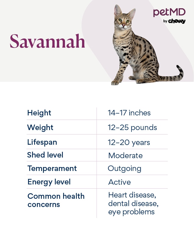 Top 5 Essential Savannah Cat Diet Tips for Healthy Nutrition in 2025