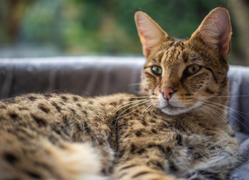 Savannah Cat Diet