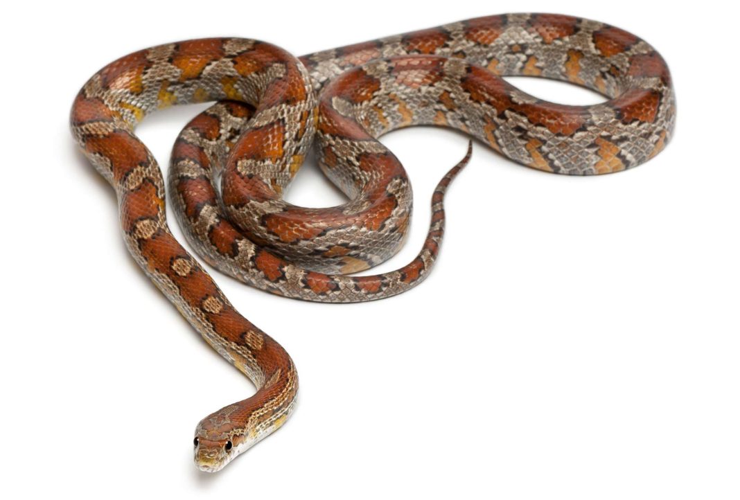 Corn Snake Diet