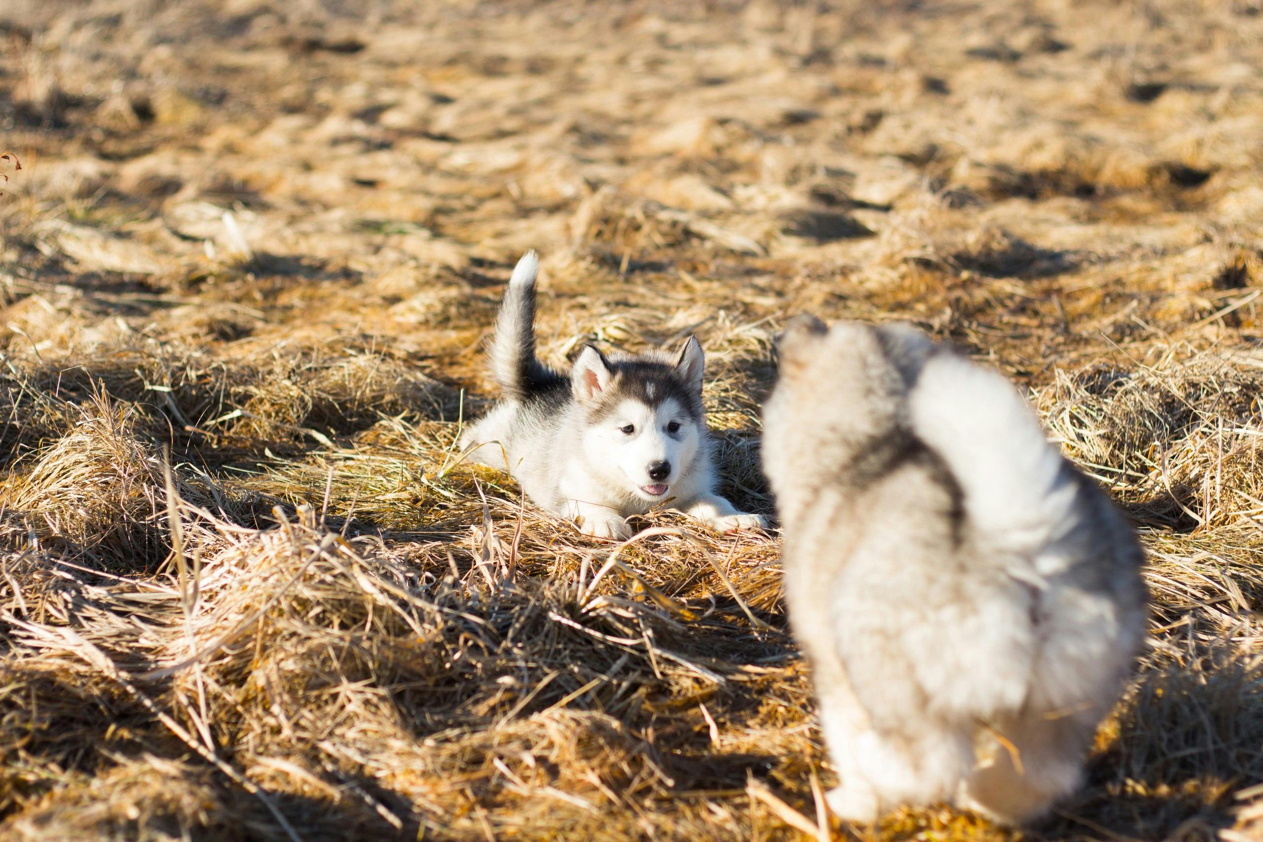 Large Breed Puppy Food